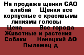 На продаже щенки САО (алабай ). Щенки все корпусные с красивыми линиями головы . › Цена ­ 30 - Все города Животные и растения » Собаки   . Ненецкий АО,Пылемец д.